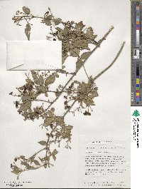 Jasminum grandiflorum subsp. floribundum image