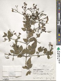 Jasminum grandiflorum subsp. floribundum image