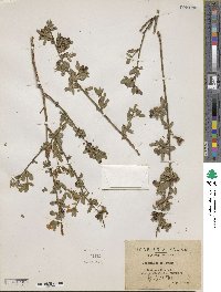 Chrysojasminum fruticans image