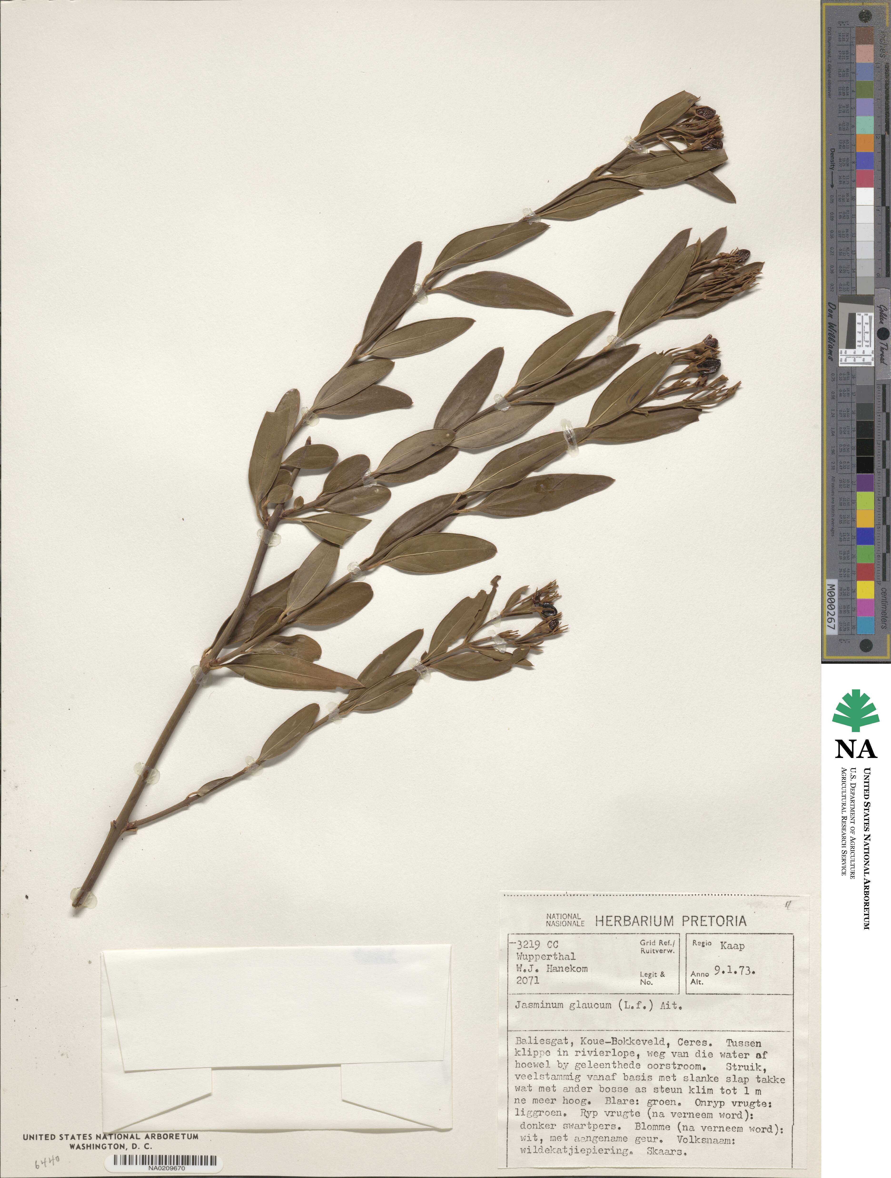 Jasminum glaucum image