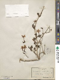 Jasminum multipartitum image