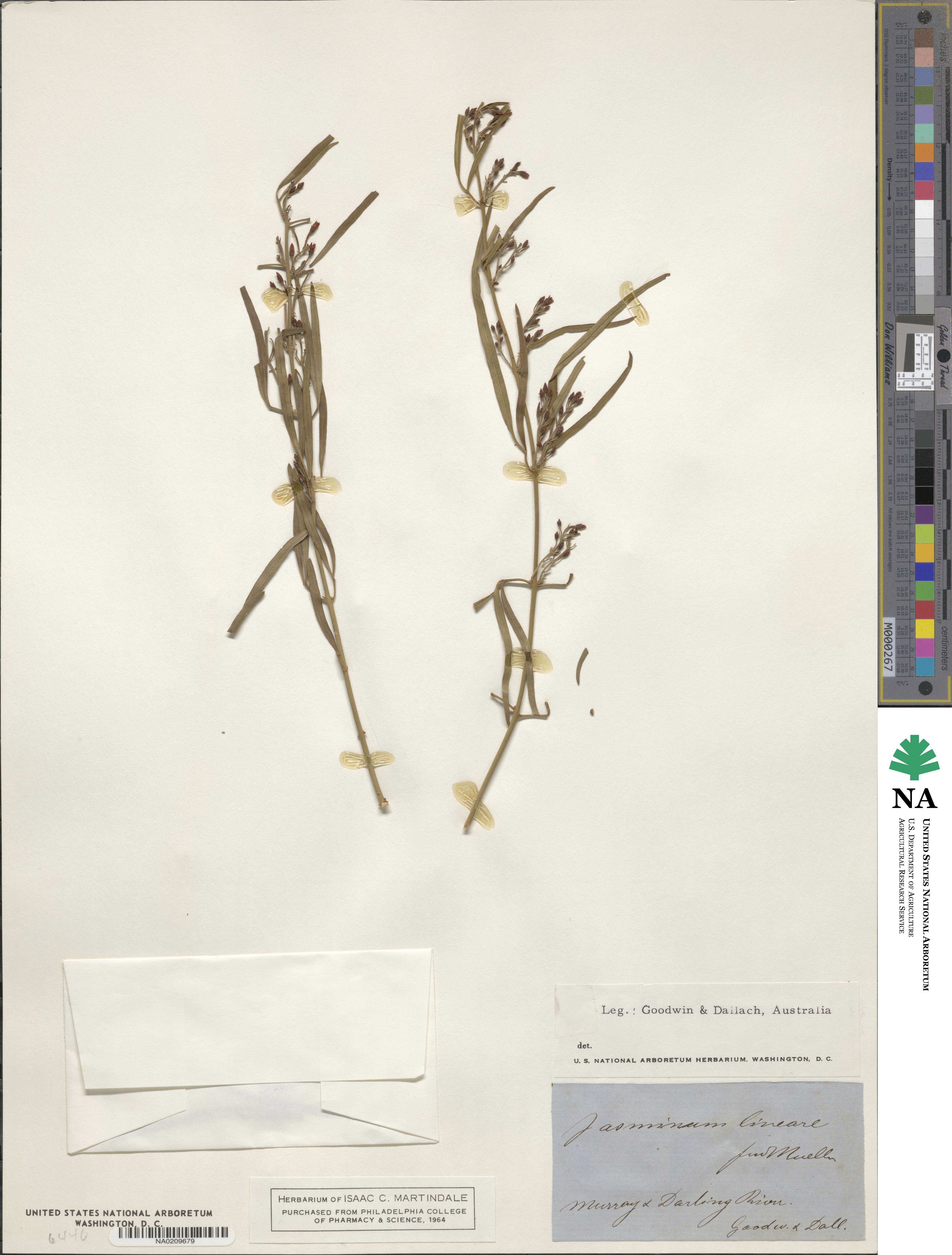 Jasminum didymum subsp. lineare image