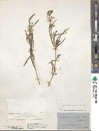 Jasminum didymum subsp. lineare image