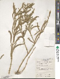 Jasminum didymum subsp. lineare image