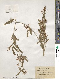 Jasminum didymum subsp. lineare image