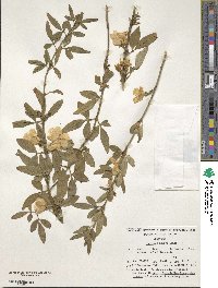 Jasminum mesnyi image