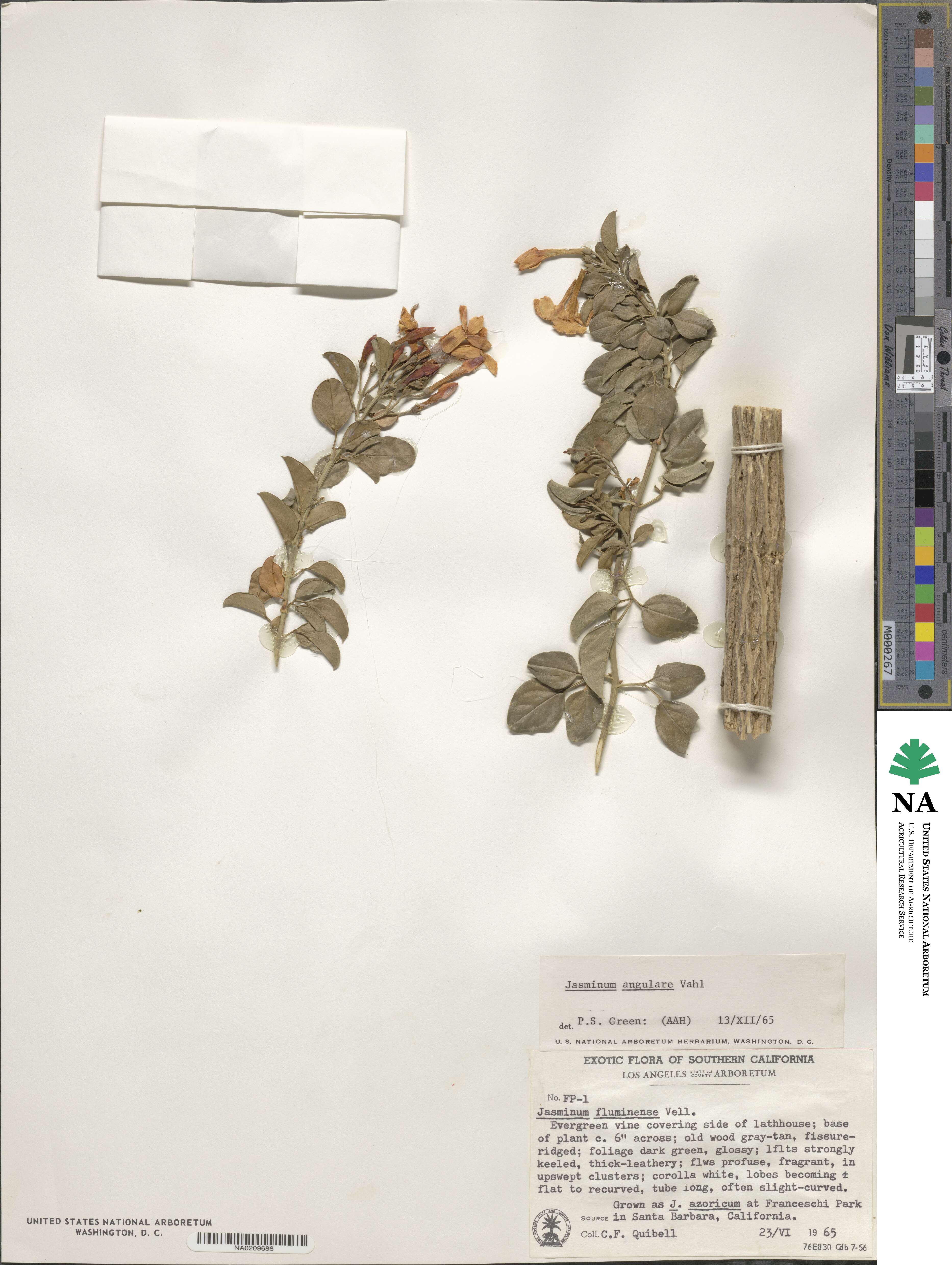 Jasminum angulare image