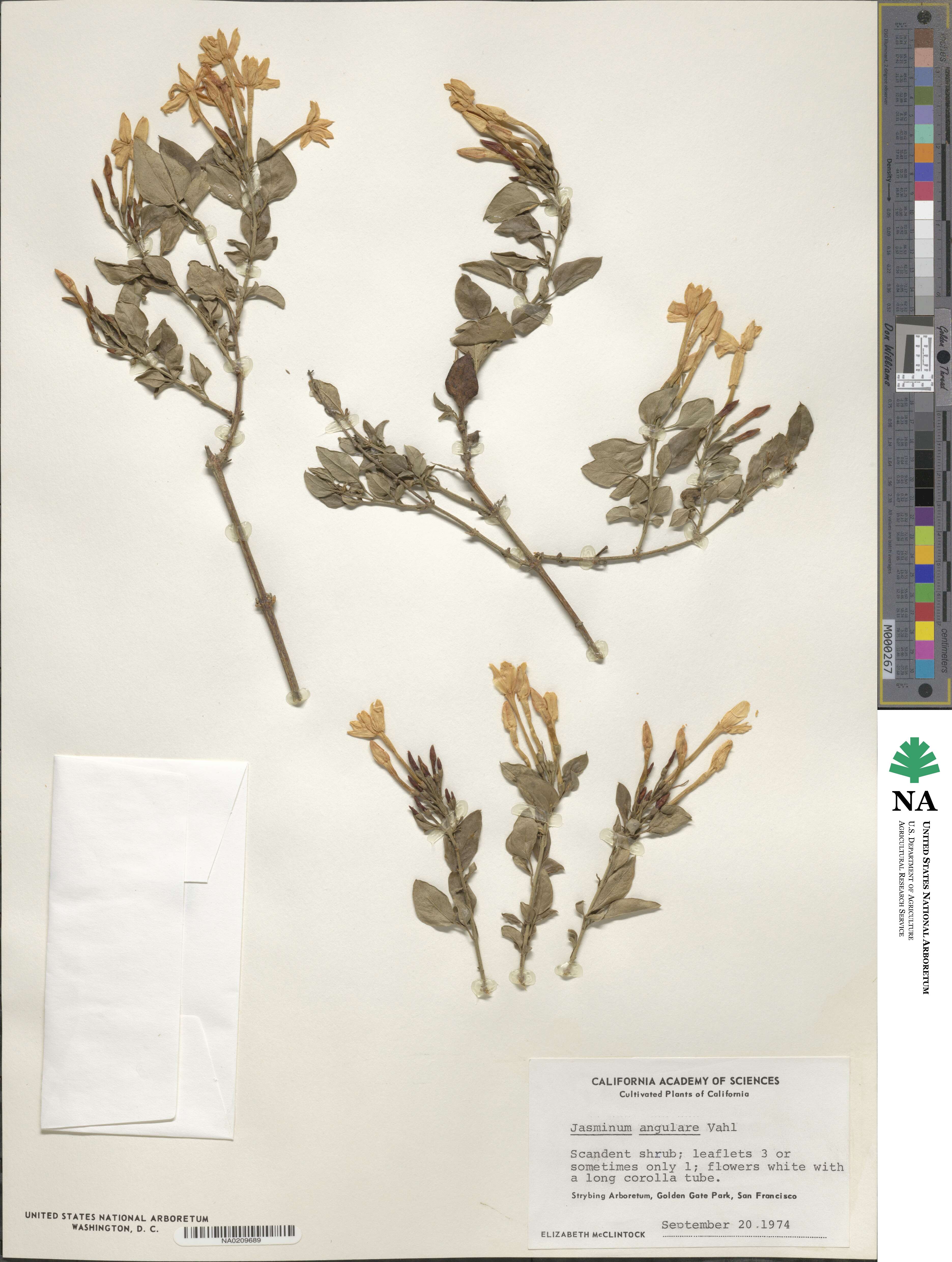 Jasminum angulare image
