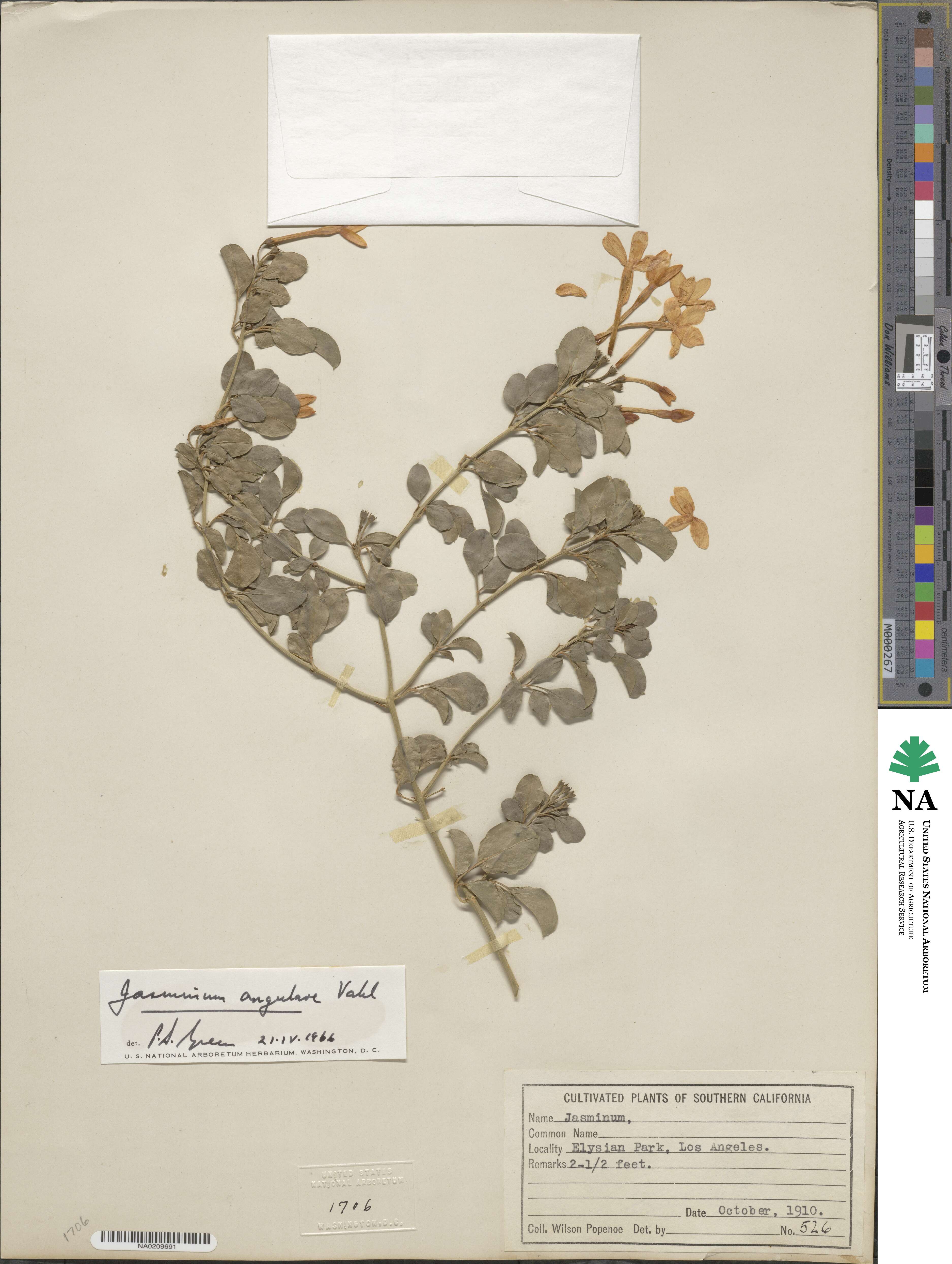 Jasminum angulare image