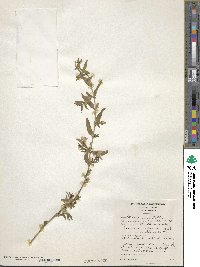 Jasminum beesianum image