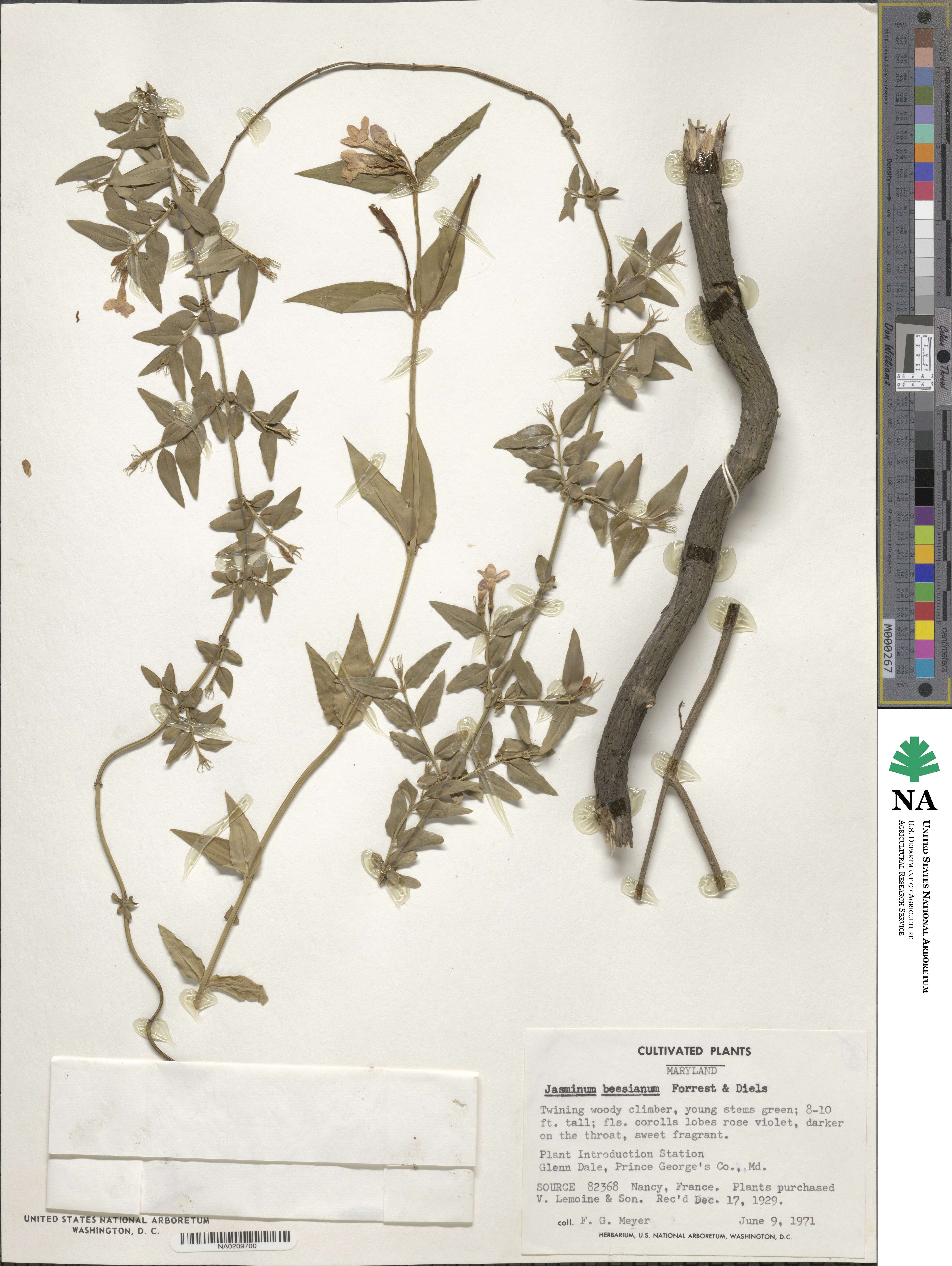 Jasminum beesianum image