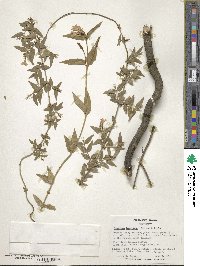 Jasminum beesianum image