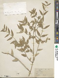 Jasminum beesianum image