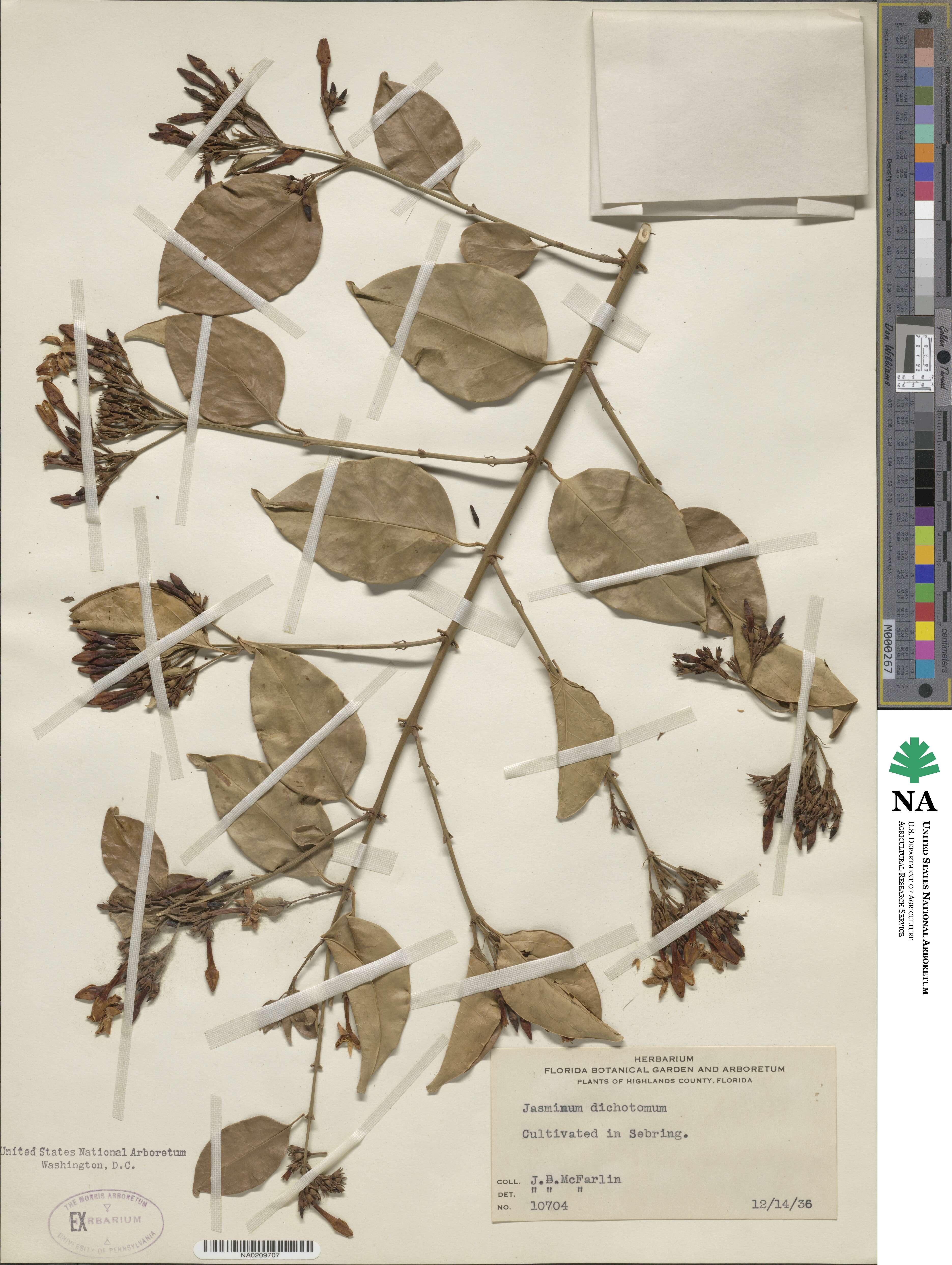 Jasminum dichotomum image