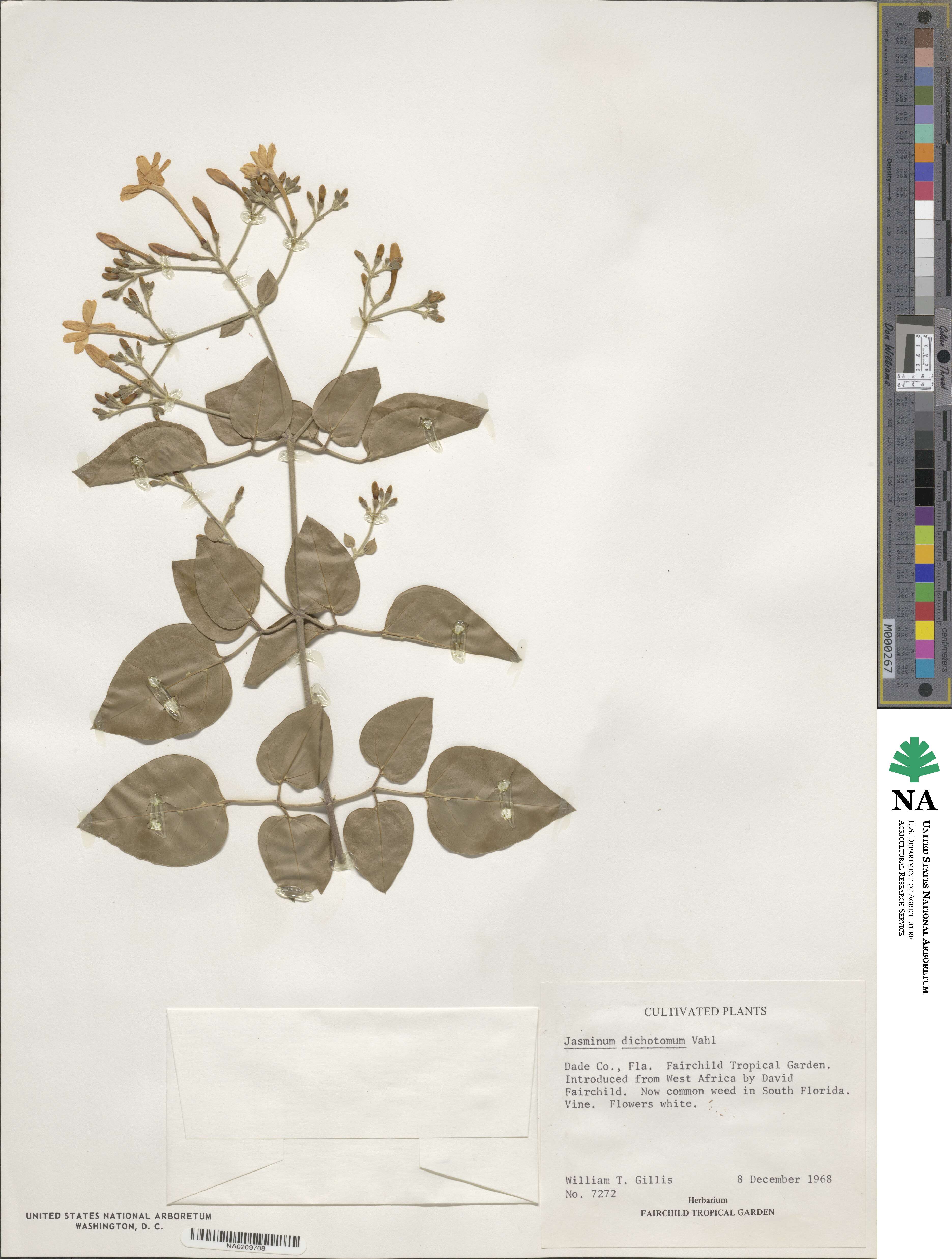 Jasminum dichotomum image
