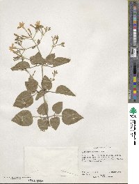 Jasminum dichotomum image