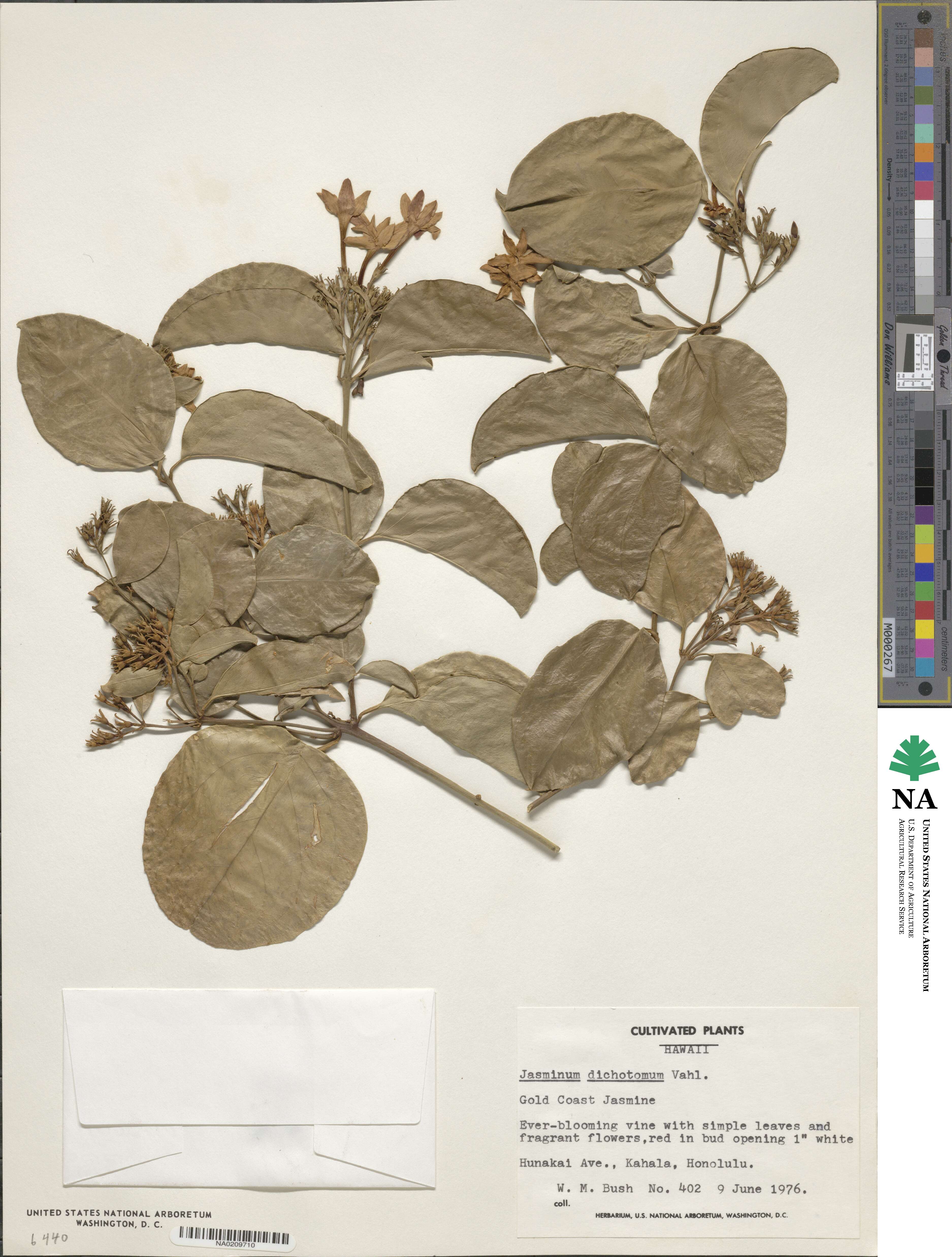 Jasminum image