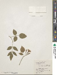 Jasminum elegans image