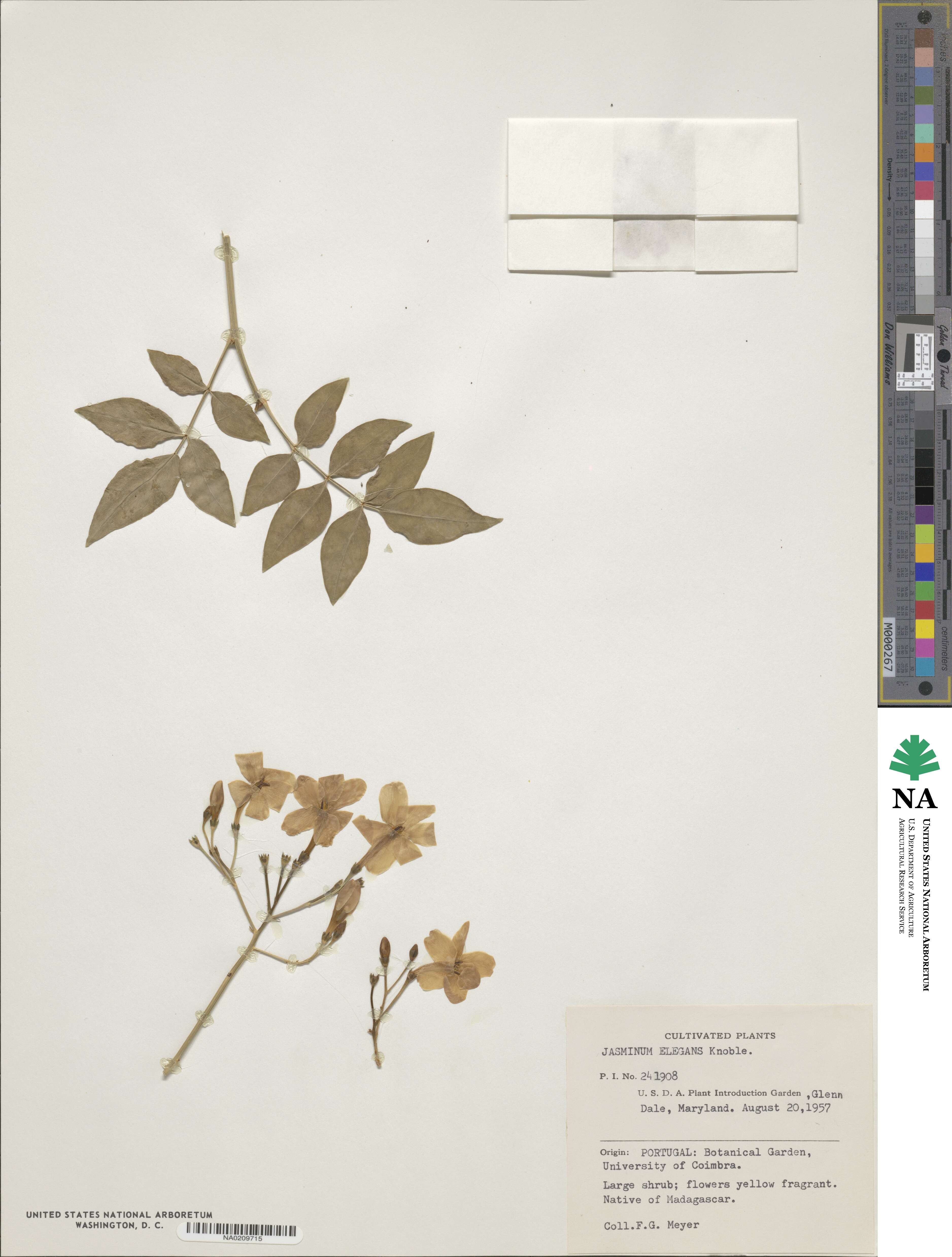 Jasminum elegans image