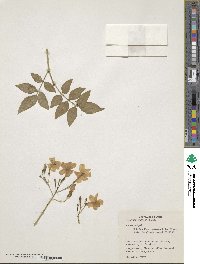 Jasminum elegans image