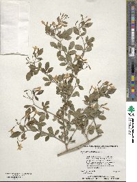 Chrysojasminum floridum image