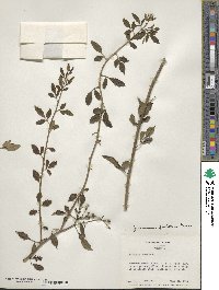 Chrysojasminum floridum image