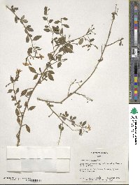 Chrysojasminum floridum image