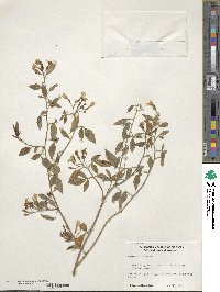 Chrysojasminum floridum image