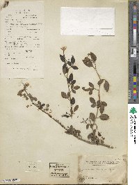 Chrysojasminum floridum image