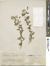 Chrysojasminum floridum image