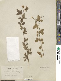 Chrysojasminum floridum image