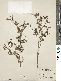 Chrysojasminum floridum image