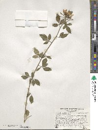 Chrysojasminum floridum image