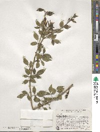 Chrysojasminum floridum image