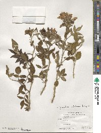 Chrysojasminum floridum image