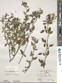 Chrysojasminum floridum image