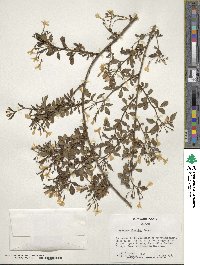 Chrysojasminum floridum image