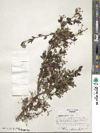 Chrysojasminum floridum image