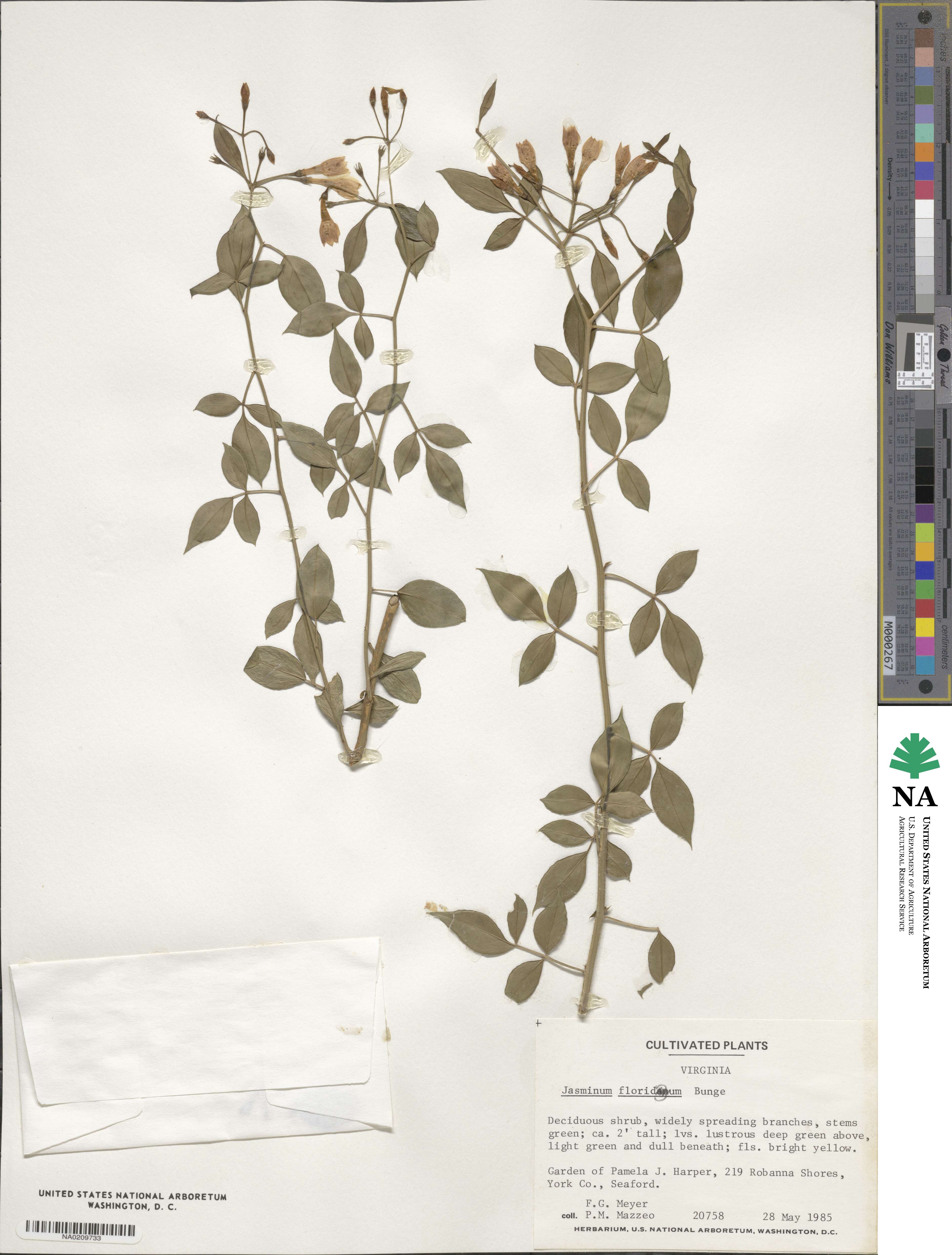 Chrysojasminum floridum image