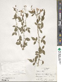 Chrysojasminum floridum image