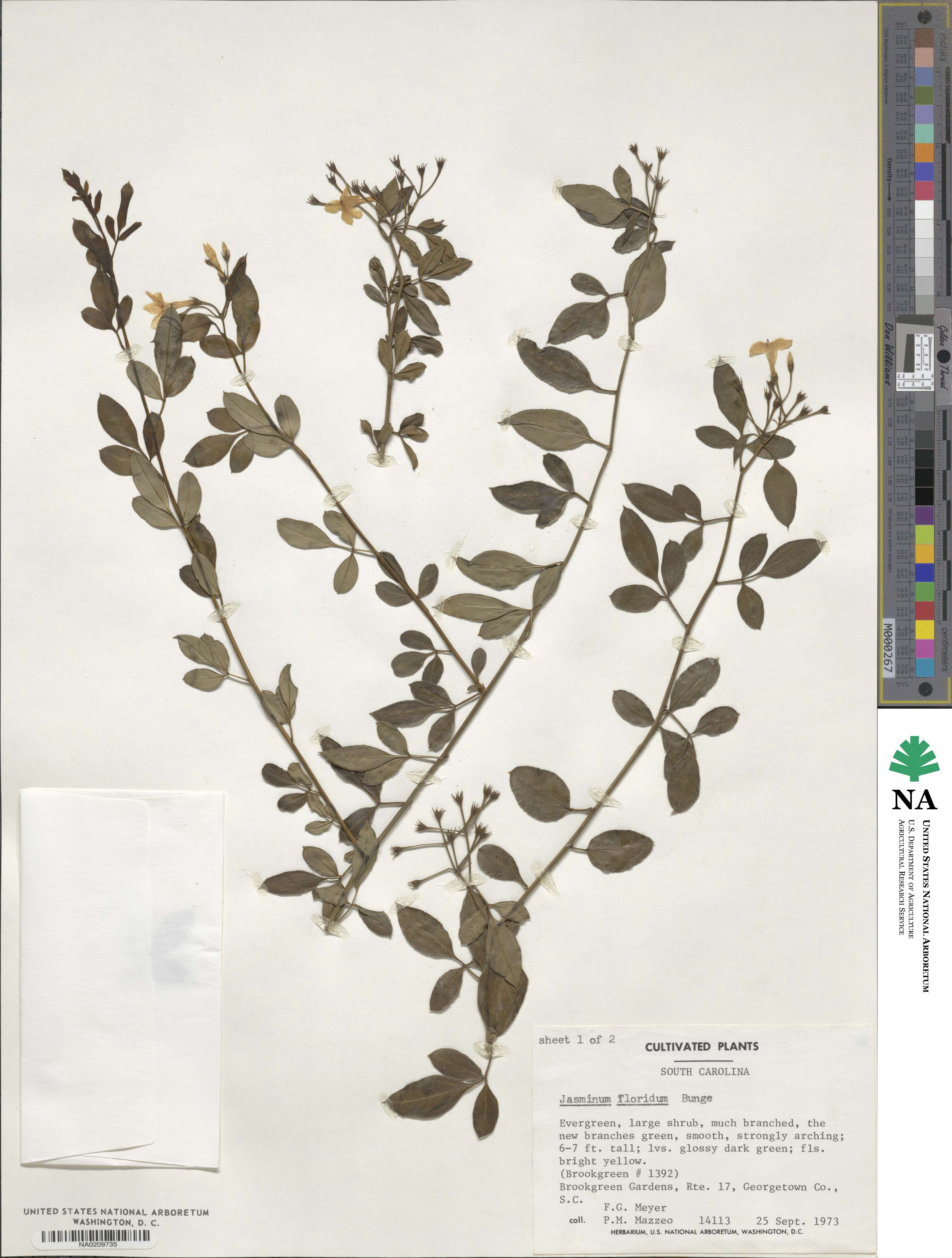 Chrysojasminum floridum image