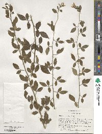 Chrysojasminum floridum image