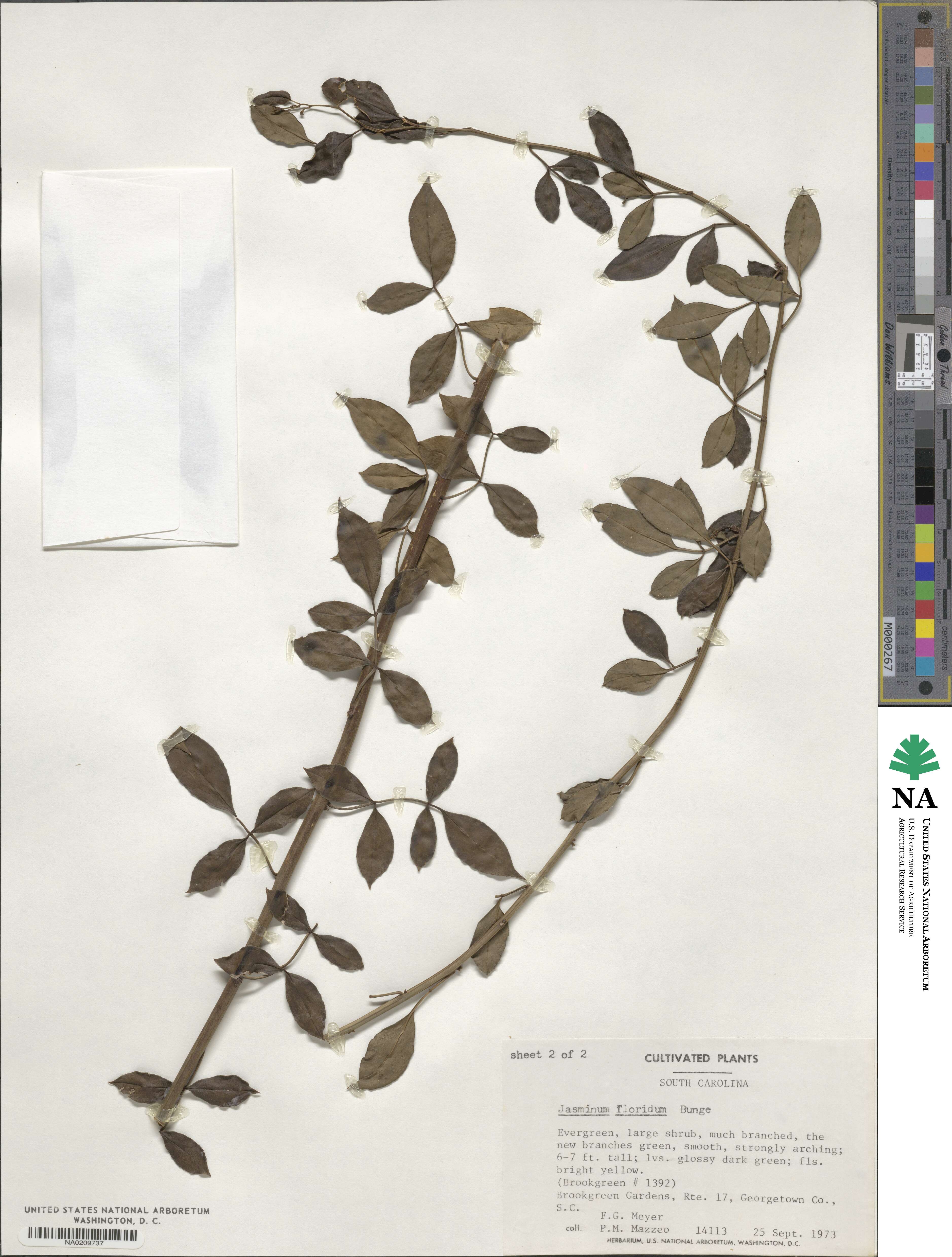 Chrysojasminum floridum image