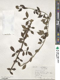 Chrysojasminum floridum image