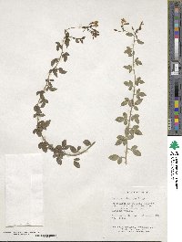 Chrysojasminum floridum image