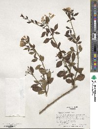 Chrysojasminum floridum image