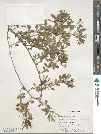 Chrysojasminum floridum image