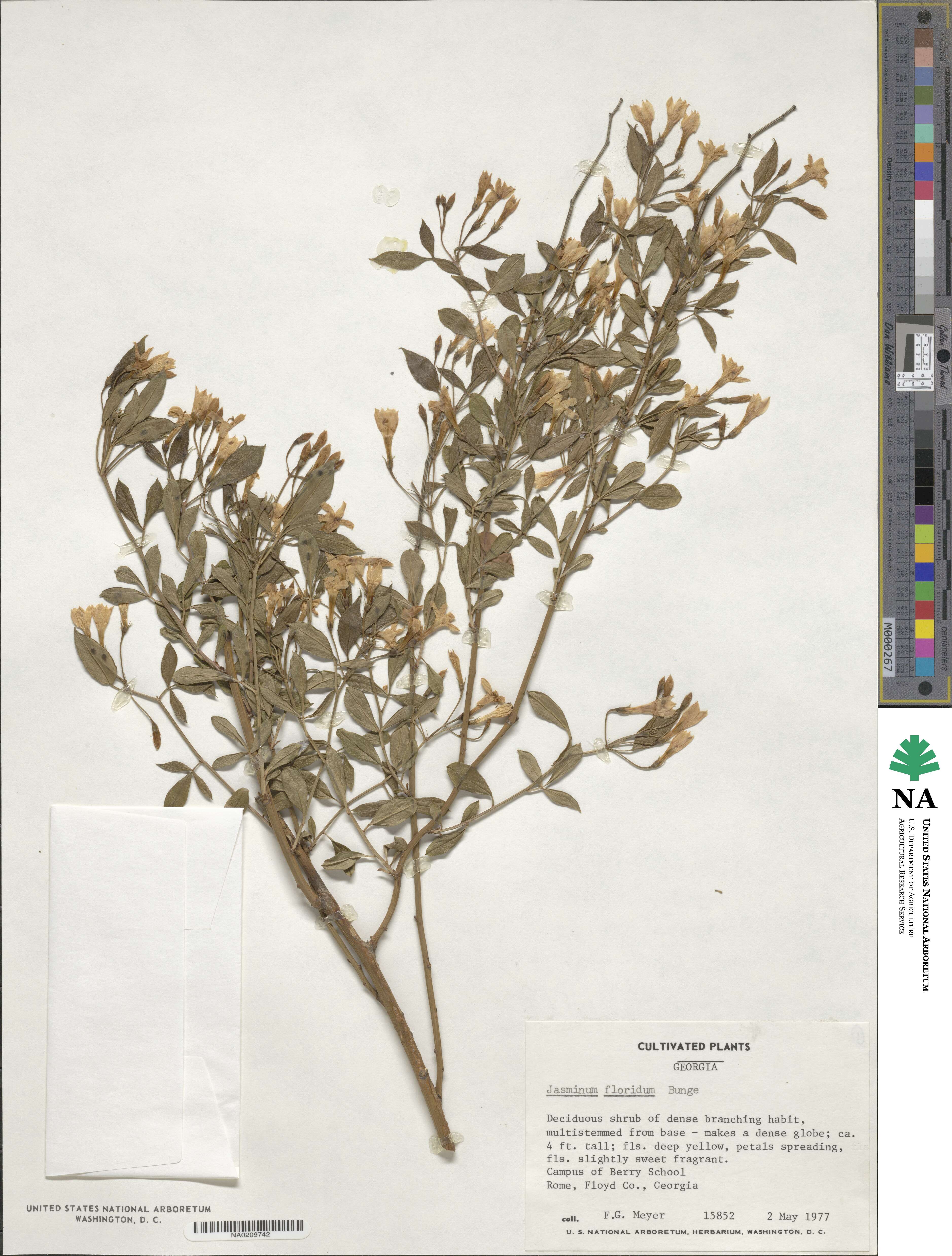 Chrysojasminum floridum image