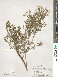 Chrysojasminum floridum image