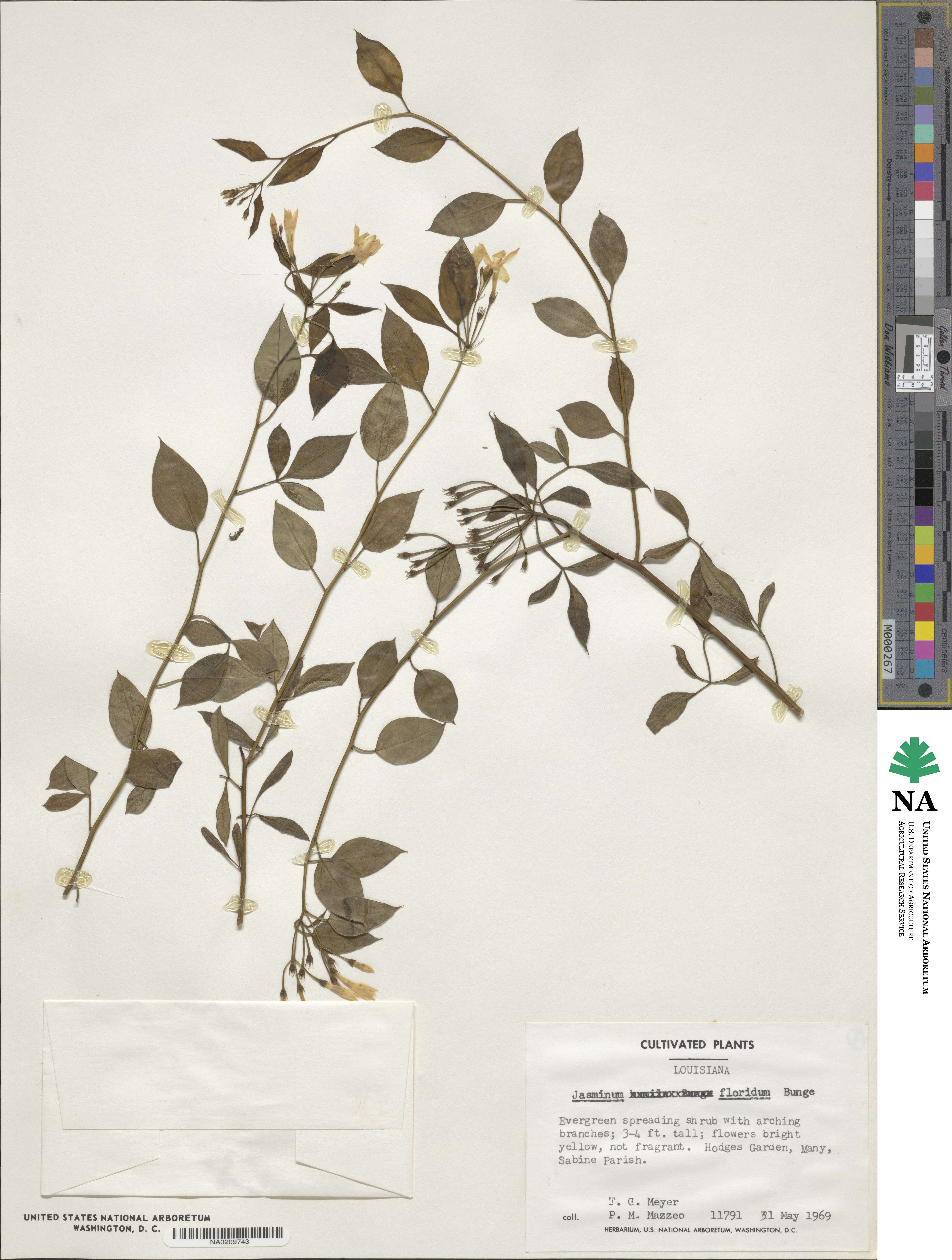 Chrysojasminum floridum image